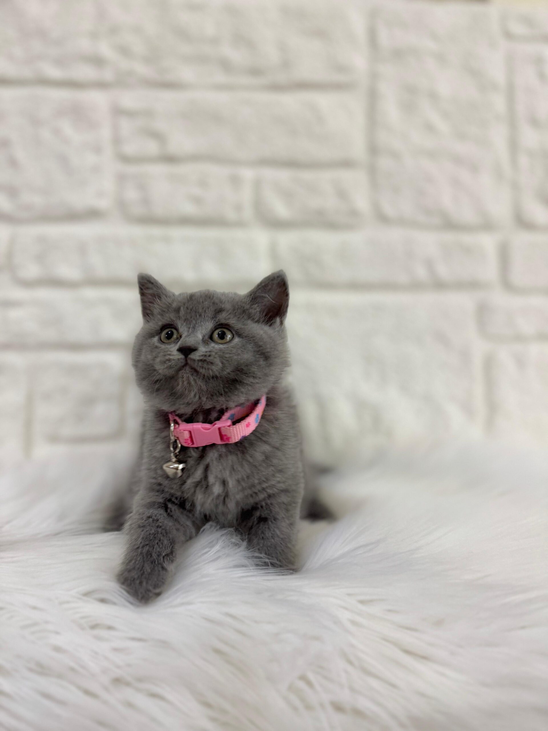 Altın Renginin Zarafeti ile Golden British Shorthair Göz Kamaştırıyor