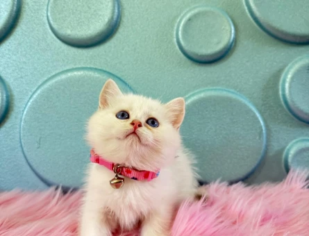 British Shorthair Kedileri