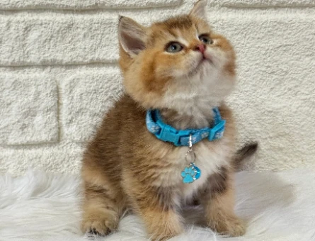 Yeni Bir Dost Kazanmanın En Keyifli Yolu, Yavru Kedi Sahiplenme