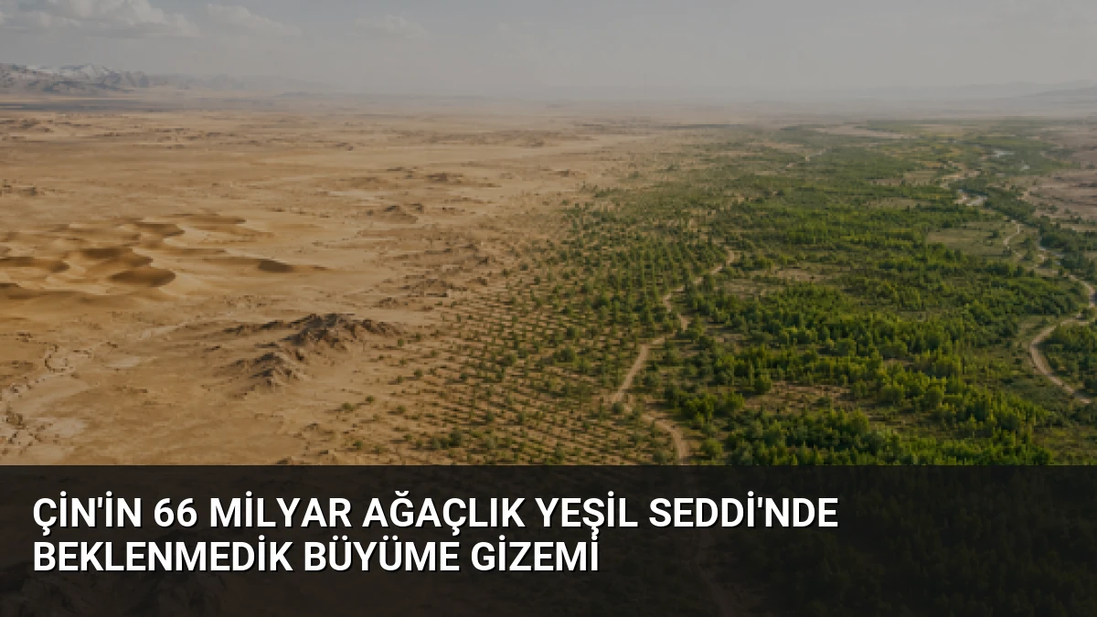 Çin’in 66 Milyar Ağaçlık Yeşil Seddi’nde Beklenmedik Büyüme Gizemi