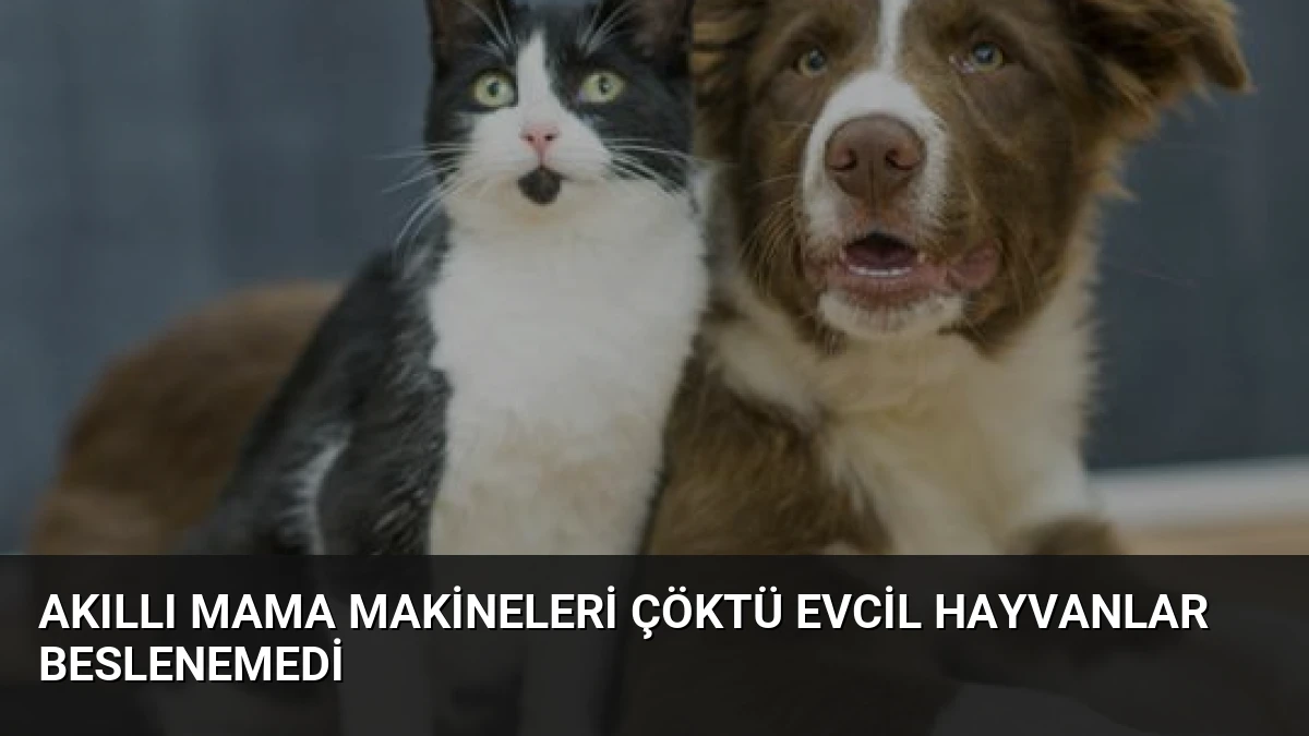 Akıllı Mama Makineleri Çöktü Evcil Hayvanlar Beslenemedi