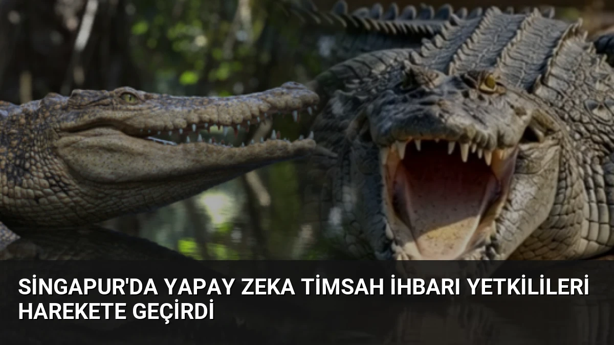 Singapur’da Yapay Zeka Timsah İhbarı Yetkilileri Harekete Geçirdi